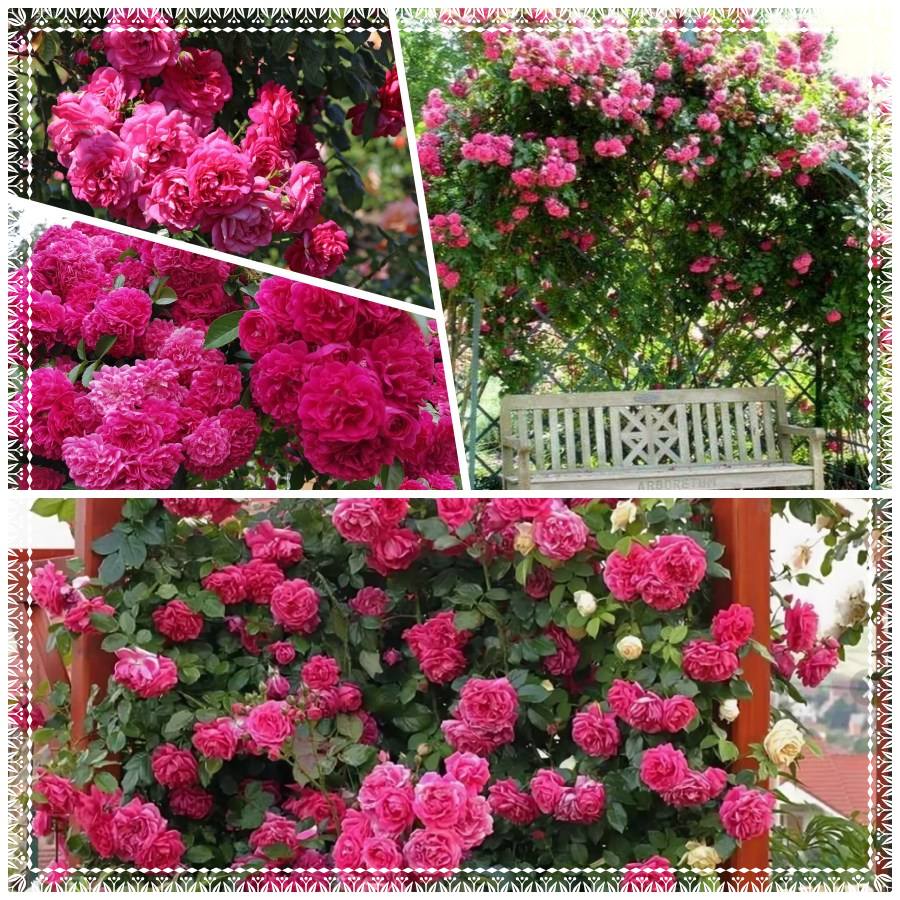 Laguna róże pnące